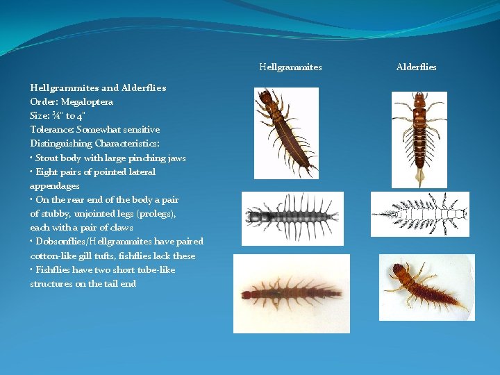 Hellgrammites and Alderflies Order: Megaloptera Size: ¾" to 4" Tolerance: Somewhat sensitive Distinguishing Characteristics: