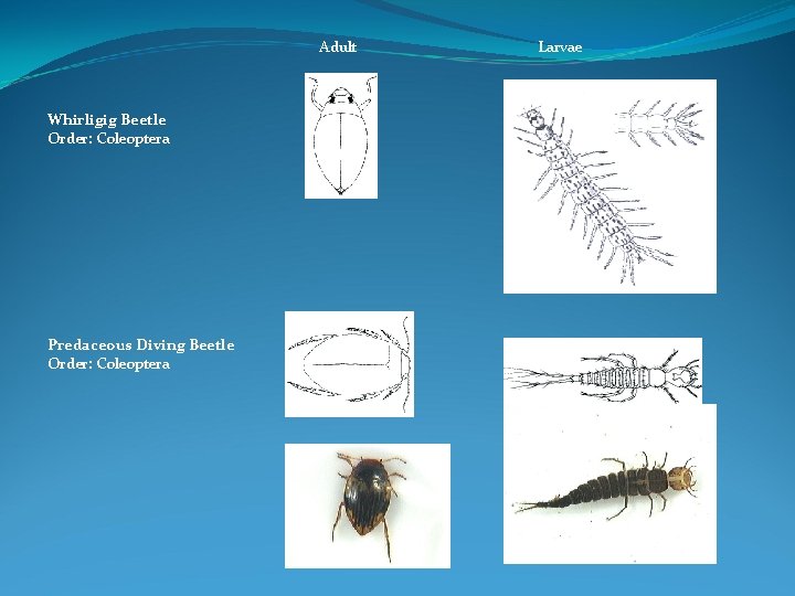 Adult Whirligig Beetle Order: Coleoptera Predaceous Diving Beetle Order: Coleoptera Larvae 