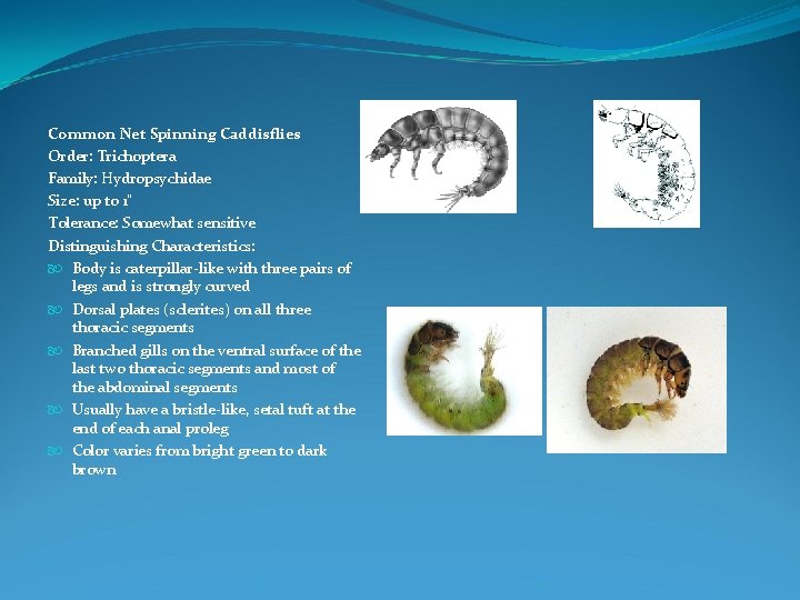 Common Net Spinning Caddisflies Order: Trichoptera Family: Hydropsychidae Size: up to 1" Tolerance: Somewhat