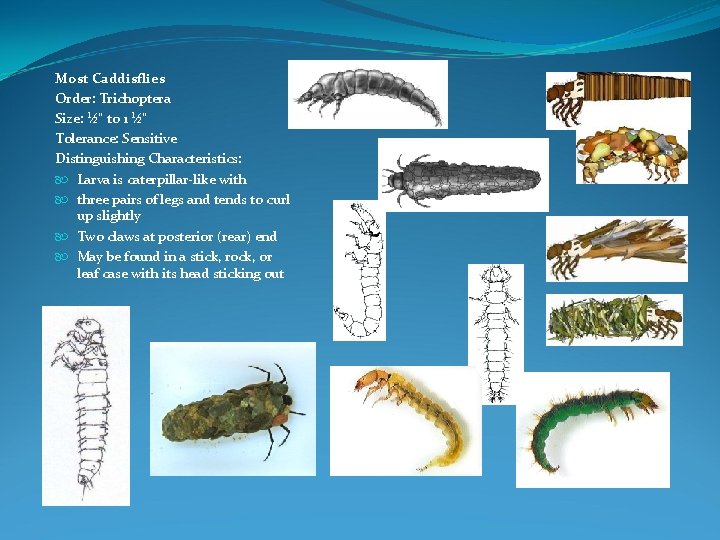 Most Caddisflies Order: Trichoptera Size: ½" to 1 ½" Tolerance: Sensitive Distinguishing Characteristics: Larva