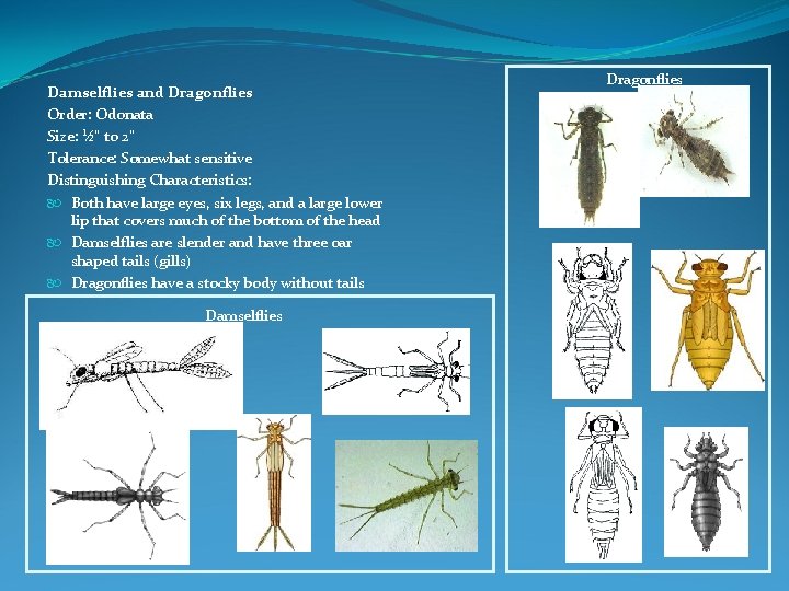 Damselflies and Dragonflies Order: Odonata Size: ½" to 2" Tolerance: Somewhat sensitive Distinguishing Characteristics: