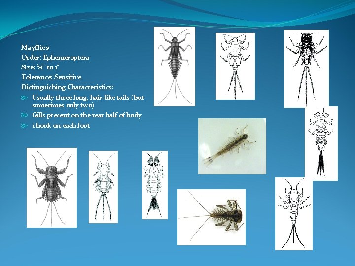 Mayflies Order: Ephemeroptera Size: ¼" to 1" Tolerance: Sensitive Distinguishing Characteristics: Usually three long,