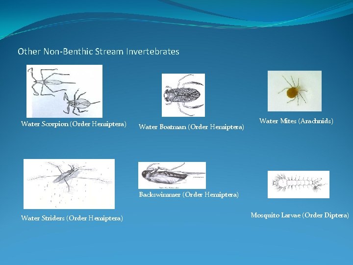 Other Non-Benthic Stream Invertebrates Water Scorpion (Order Hemiptera) Water Boatman (Order Hemiptera) Water Mites