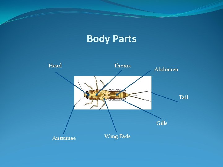 Body Parts Head Thorax Abdomen Tail Gills Antennae Wing Pads 