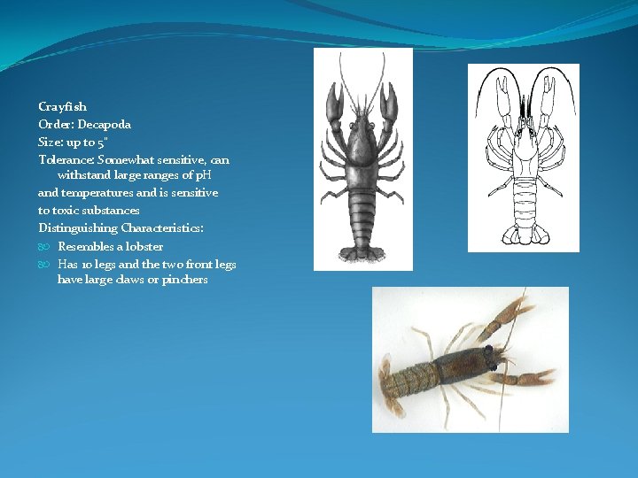 Crayfish Order: Decapoda Size: up to 5" Tolerance: Somewhat sensitive, can withstand large ranges