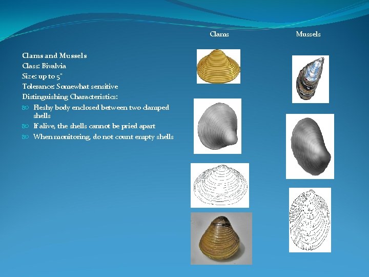 Clams and Mussels Class: Bivalvia Size: up to 5" Tolerance: Somewhat sensitive Distinguishing Characteristics: