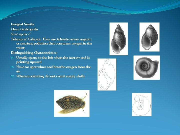 Lunged Snails Class: Gastropoda Size: up to 2" Tolerance: Tolerant, They can tolerate severe