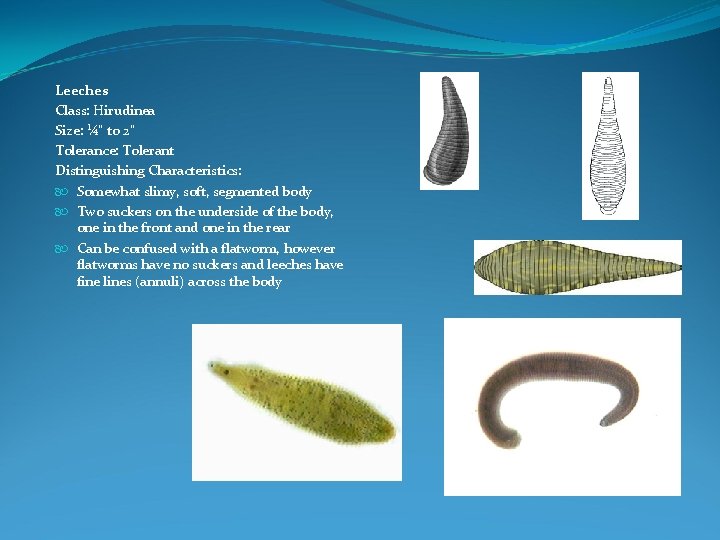 Leeches Class: Hirudinea Size: ¼" to 2" Tolerance: Tolerant Distinguishing Characteristics: Somewhat slimy, soft,