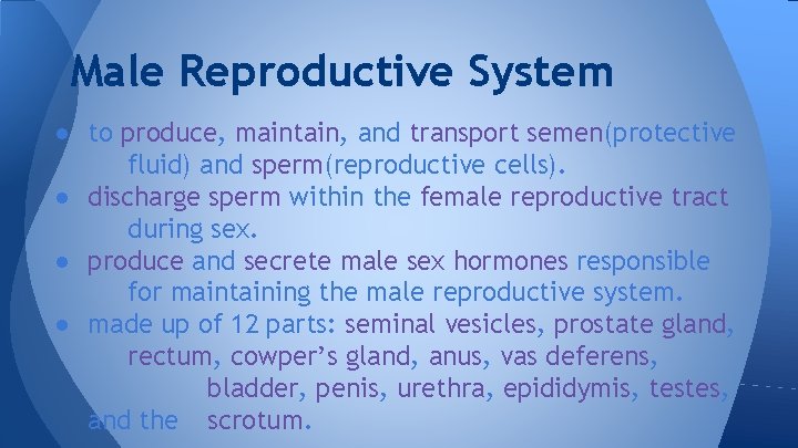 Male Reproductive System ● to produce, maintain, and transport semen(protective fluid) and sperm(reproductive cells).