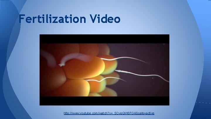 Fertilization Video http: //www. youtube. com/watch? v=_5 Ovg. QW 6 FG 4&safe=active 