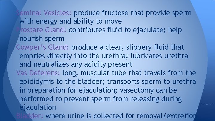 Seminal Vesicles: produce fructose that provide sperm with energy and ability to move Prostate