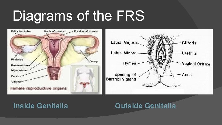 Diagrams of the FRS Inside Genitalia Outside Genitalia 