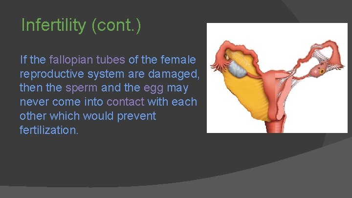 Infertility (cont. ) If the fallopian tubes of the female reproductive system are damaged,