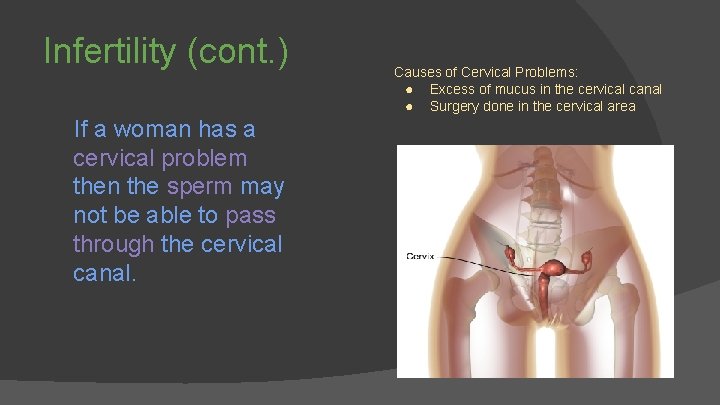 Infertility (cont. ) If a woman has a cervical problem then the sperm may