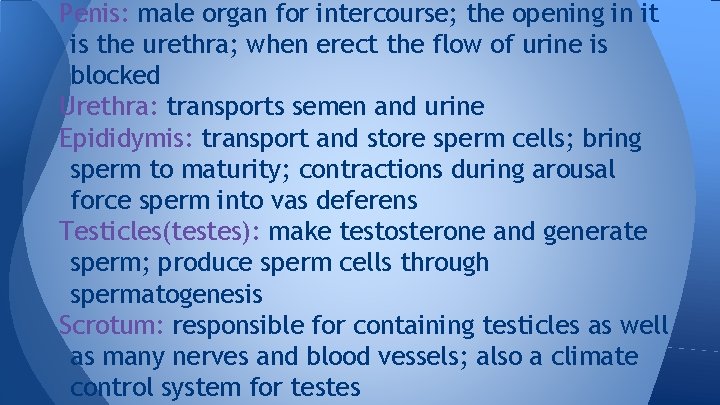 Penis: male organ for intercourse; the opening in it is the urethra; when erect