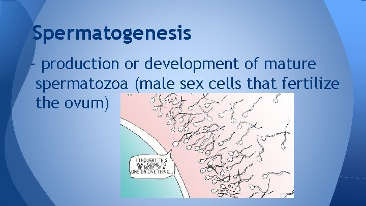 Spermatogenesis - production or development of mature spermatozoa (male sex cells that fertilize the