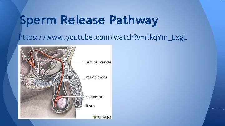 Sperm Release Pathway https: //www. youtube. com/watch? v=rlkq. Ym_Lxg. U 