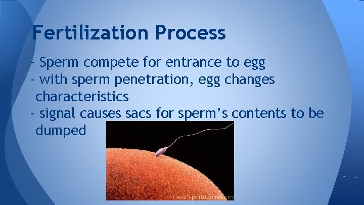 Fertilization Process - Sperm compete for entrance to egg - with sperm penetration, egg