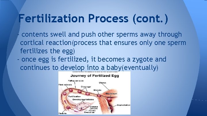 Fertilization Process (cont. ) - contents swell and push other sperms away through cortical