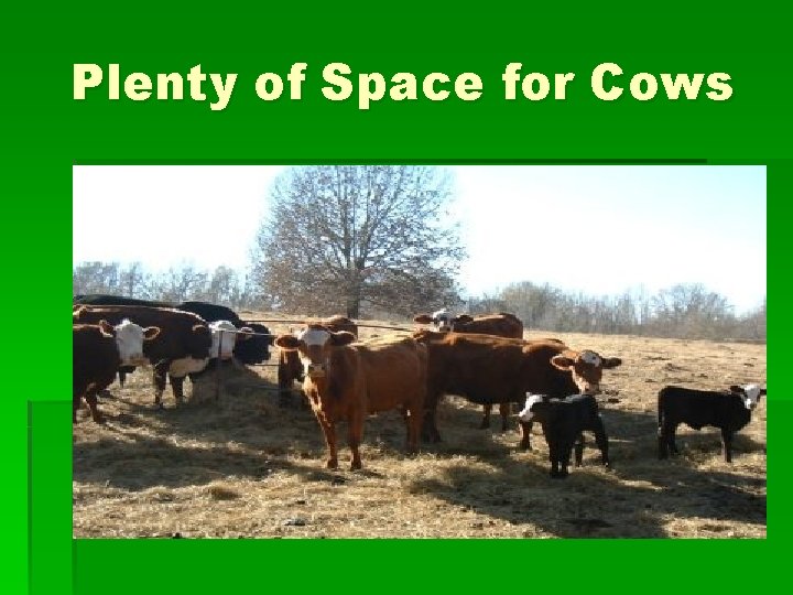 Plenty of Space for Cows 