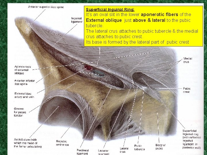 Layers of the Anterior Abdominal Wall Superficial Inguinal Ring: It’s an oval slit in