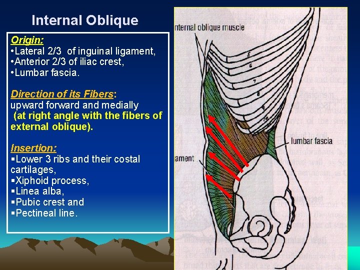 Internal Oblique Origin: • Lateral 2/3 of inguinal ligament, • Anterior 2/3 of iliac