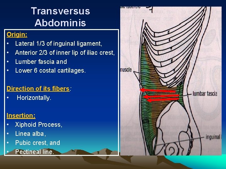 Transversus Abdominis Origin: • Lateral 1/3 of inguinal ligament, • Anterior 2/3 of inner