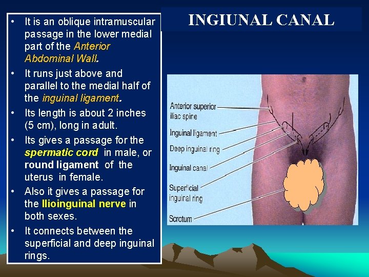  • It is an oblique intramuscular passage in the lower medial part of