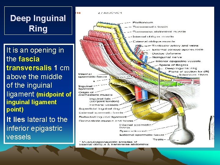 Deep Inguinal Ring It is an opening in the fascia transversalis 1 cm above