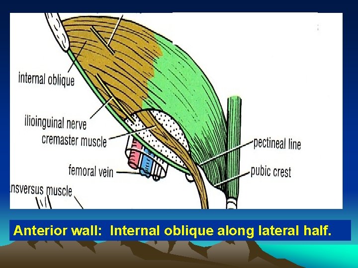 Anterior wall: Internal oblique along lateral half. 