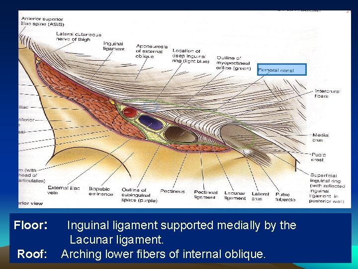 Floor: Roof: Inguinal ligament supported medially by the Lacunar ligament. Arching lower fibers of