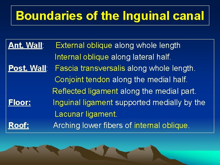 Boundaries of the Inguinal canal Ant. Wall: External oblique along whole length Internal oblique