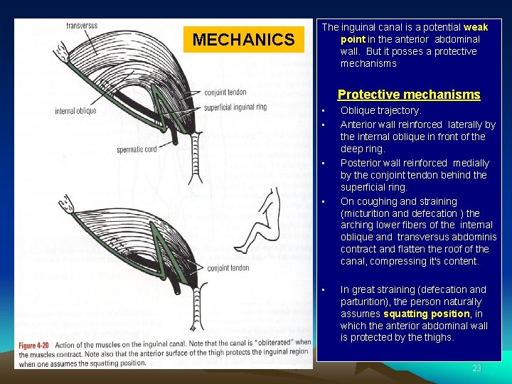 MECHANICS The inguinal canal is a potential weak point in the anterior abdominal wall.