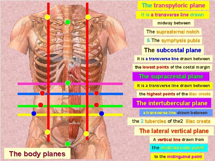 The transpyloric plane It is a transverse line drawn midway between The suprasternal notch