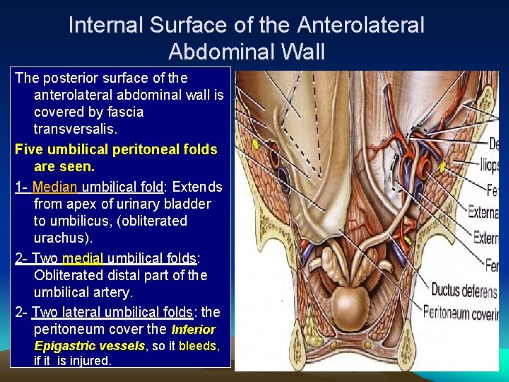 Internal Surface of the Anterolateral Abdominal Wall The posterior surface of the anterolateral abdominal