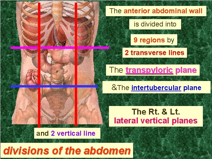 The anterior abdominal wall is divided into 9 regions by 2 transverse lines The