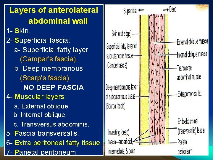 Layers of anterolateral abdominal wall 1 - Skin. 2 - Superficial fascia: a- Superficial