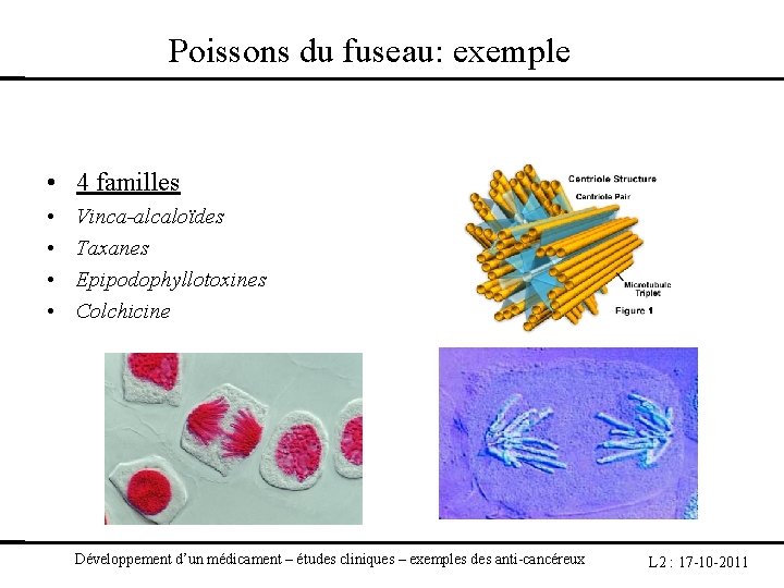 Poissons du fuseau: exemple • 4 familles • • Vinca-alcaloïdes Taxanes Epipodophyllotoxines Colchicine Développement