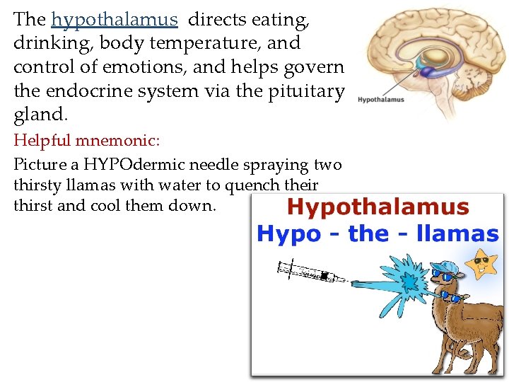 The hypothalamus directs eating, drinking, body temperature, and control of emotions, and helps govern The hypothalamus directs eating, drinking, body temperature, and control of emotions, and helps govern