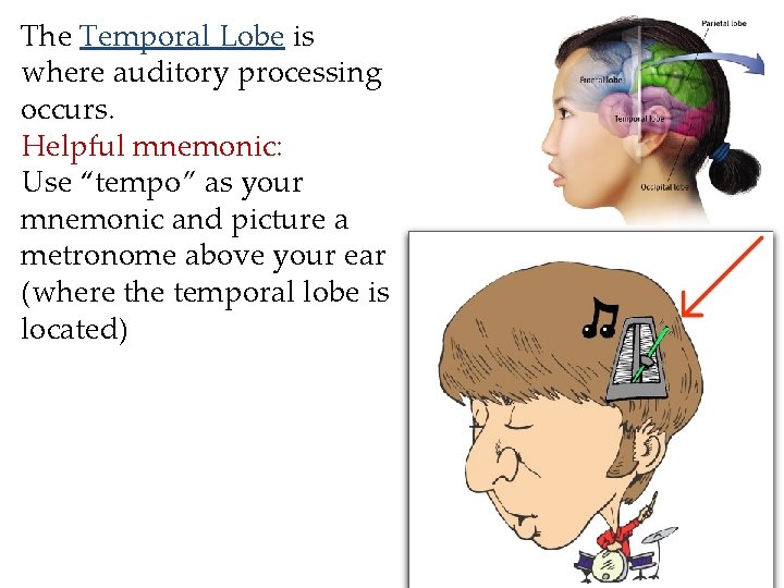 The Temporal Lobe is where auditory processing occurs. Helpful mnemonic: Use “tempo” as your The Temporal Lobe is where auditory processing occurs. Helpful mnemonic: Use “tempo” as your