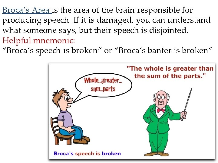 Broca’s Area is the area of the brain responsible for producing speech. If it
