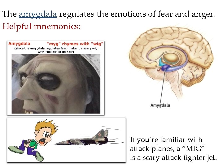 The amygdala regulates the emotions of fear and anger. Helpful mnemonics: If you’re familiar