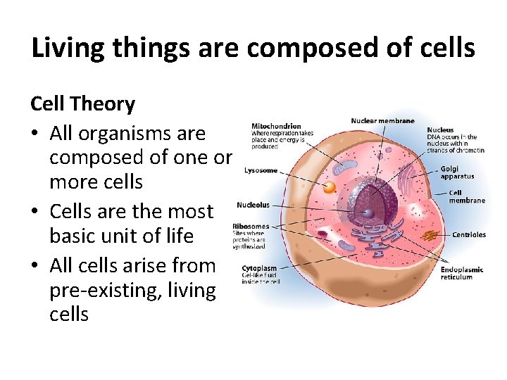 Living things are composed of cells Cell Theory • All organisms are composed of