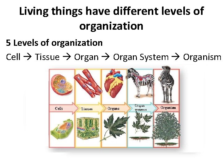 Living things have different levels of organization 5 Levels of organization Cell Tissue Organ