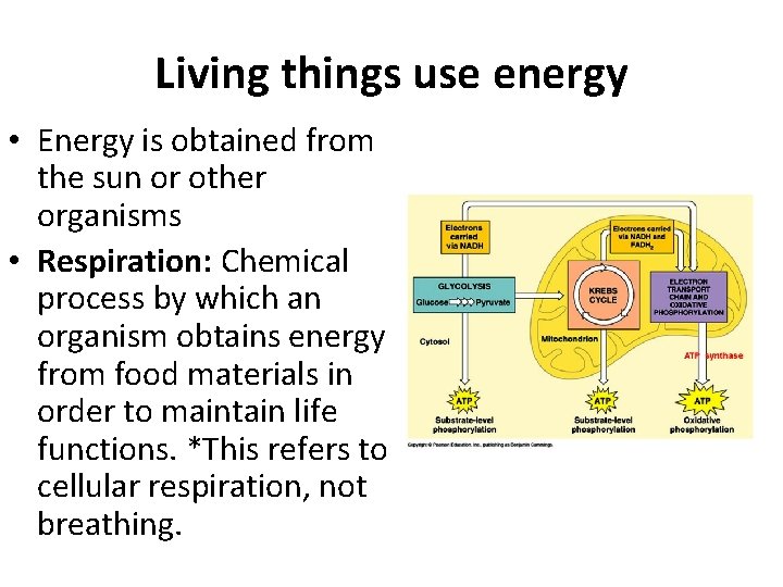 Living things use energy • Energy is obtained from the sun or other organisms