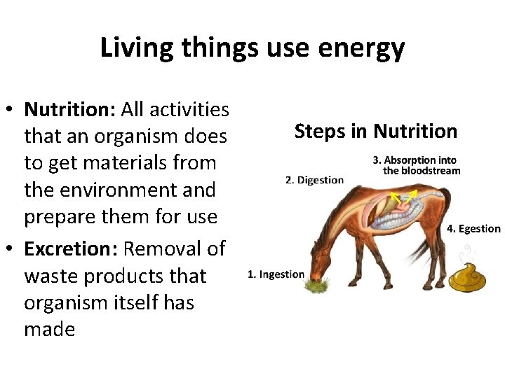Living things use energy • Nutrition: All activities that an organism does to get