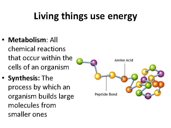 Living things use energy • Metabolism: All chemical reactions that occur within the cells