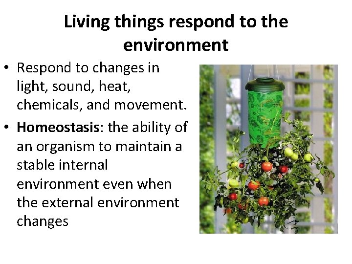 Living things respond to the environment • Respond to changes in light, sound, heat,