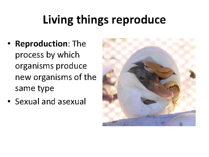 Living things reproduce • Reproduction: The process by which organisms produce new organisms of