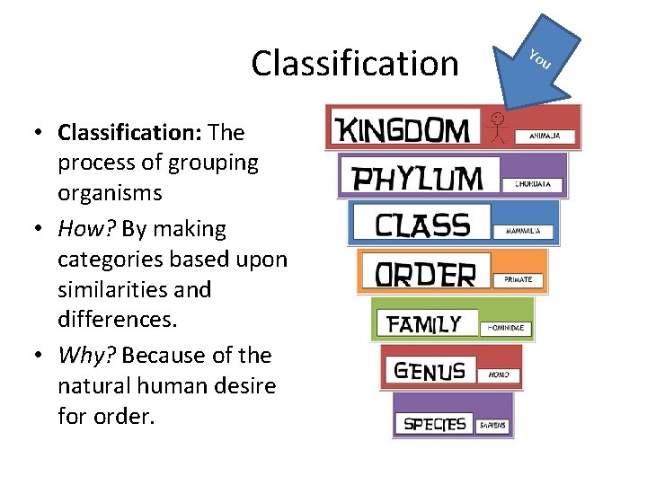 Classification • Classification: The process of grouping organisms • How? By making categories based